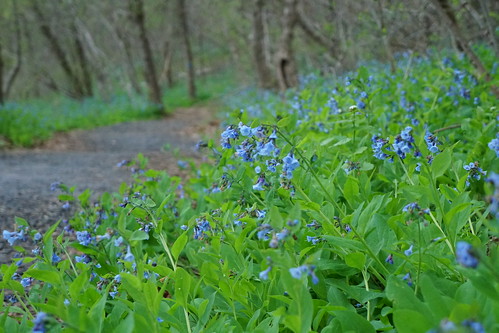 Virginia Bluebell flowers on Bluebell trail at Shenandoah River State Park